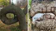 30 ludzi, którzy spotkali drzewa „pożerające” losowe obiekty i udostępnili je online!