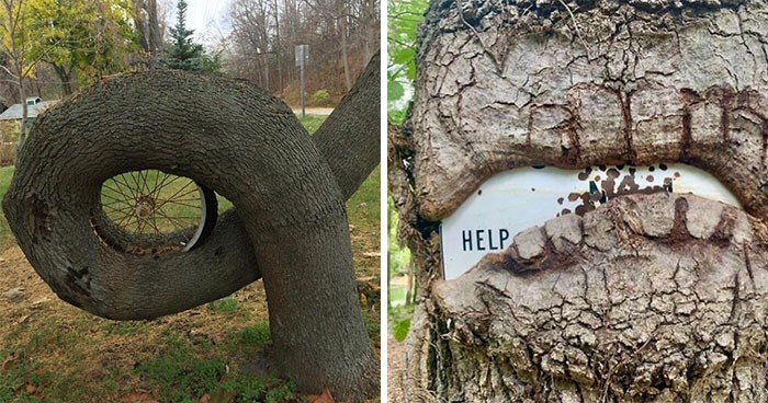 30 ludzi, którzy spotkali drzewa „pożerające” losowe obiekty i udostępnili je online!