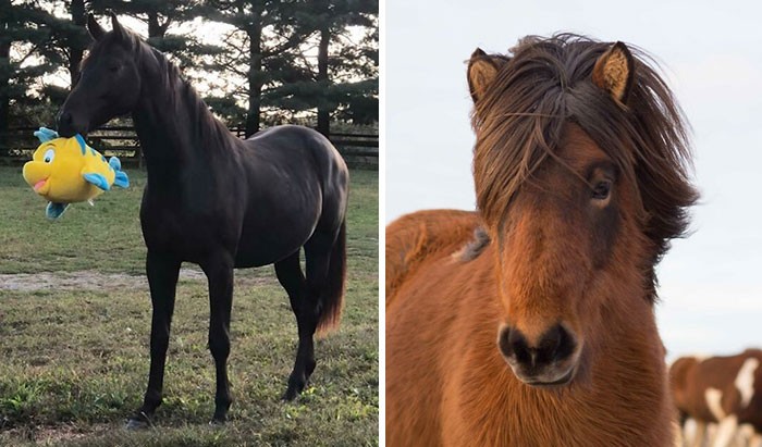 30 zdjęć przedstawiających konie w całej ich mocy i pięknie!