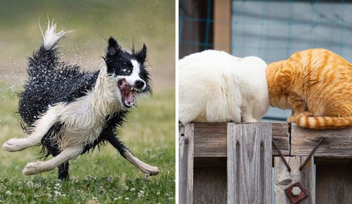 16 zdjęć zwierzaków, które wygrały konkurs Comedy Pet Photo Awards 2022!