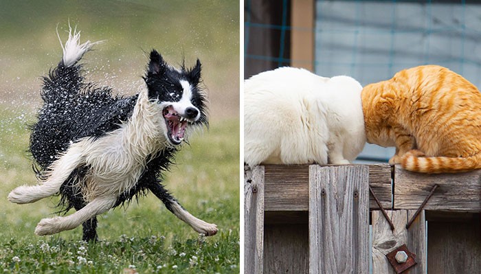 16 zdjęć zwierzaków, które wygrały konkurs Comedy Pet Photo Awards 2022!