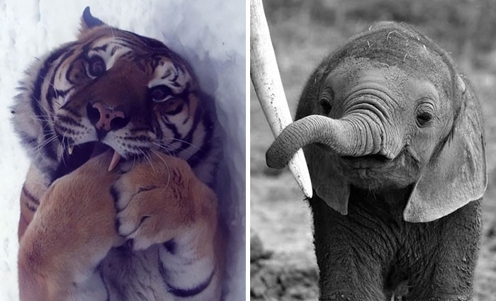 30 zdjęć dzikich zwierząt, które są niebezpieczne urocze!