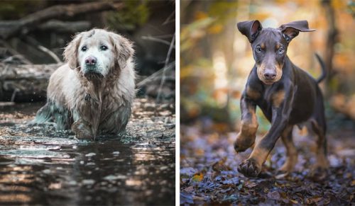 Oto 20 najpiękniejszych jesiennych portretów psów!