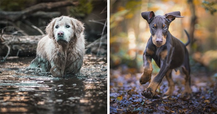 Oto 20 najpiękniejszych jesiennych portretów psów!