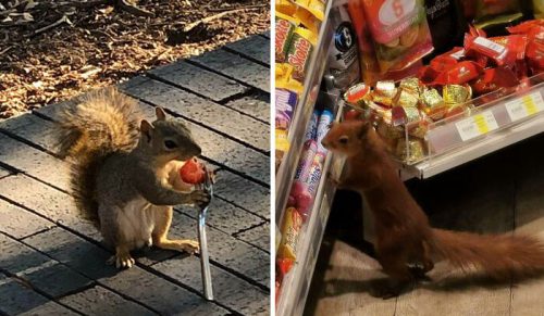 30 zdjęć wiewiórek robiących słodkie rzeczy!