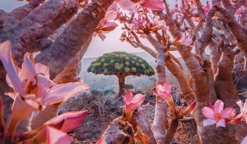 Fotografka odkryła wyspę Socotra — miejsce inne od wszystkich!