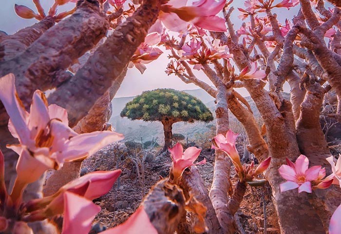 Fotografka odkryła wyspę Socotra — miejsce inne od wszystkich!