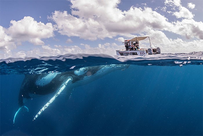 Oto 13 zdjęć humbaków bawiących się w oceanie!