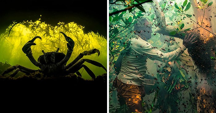 30 najlepszych zdjęć z 2022 roku z kategorii „Namorzyny i Ekosystemy”!