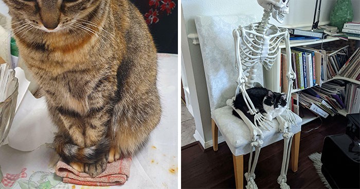 30 kotów, które przezabawnie wpadły w „pułapki” ustawione przez ich właścicieli!