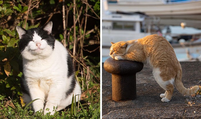 30 śmiesznych zdjęć bezpańskich kotów, uchwyconych przez japońskiego fotografa!