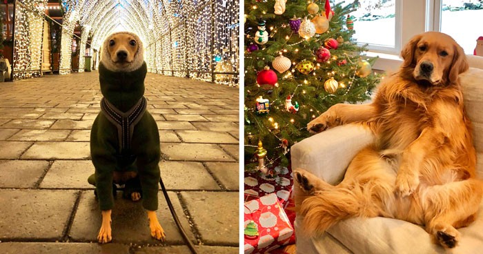 30 uroczych psów, które elegancko spędziły Boże Narodzenie!