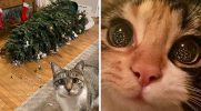 30 zabawnych i uroczych zwierzaków, które dodały magii świętom Bożego Narodzenia!
