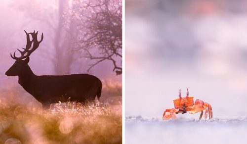 Fotografka próbuje wyrazić swój wewnętrzny świat poprzez fotografię dzikiej przyrody!