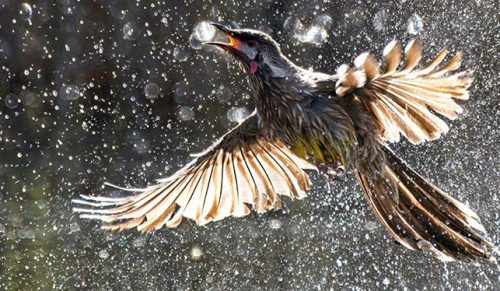 Ogłoszono zwycięzców konkursu Birdlife Australia Photography Awards 2022!