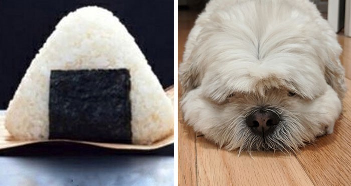 Para poprosiła internautów, aby porównali ich psa do ludzi i rzeczy, które przypomina!