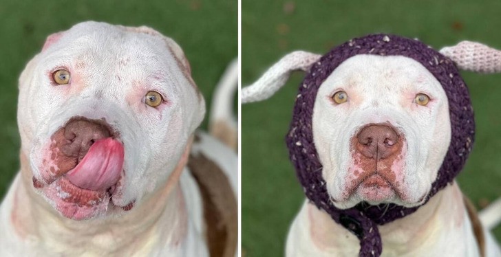 Pies, który stracił uszy, otrzymał wydziergane uszy i wreszcie został adoptowany!