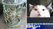 30 kotów, które są po prostu zbyt śmieszne dla własnego dobra!