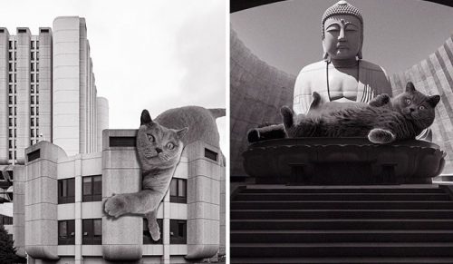 30 nowych zdjęć z „Cats of Brutalism” dla każdego, kto docenia koty i architekturę!