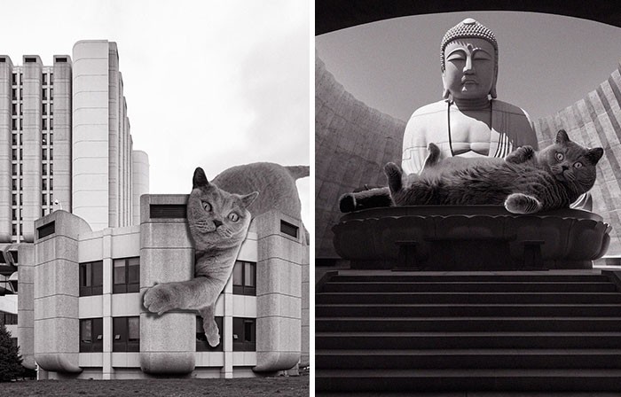 30 nowych zdjęć z „Cats of Brutalism” dla każdego, kto docenia koty i architekturę!