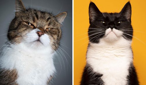 Ten „kotograf” robi zabawne zdjęcia kotów, które mogą cię rozśmieszyć!