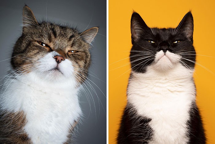Ten „kotograf” robi zabawne zdjęcia kotów, które mogą cię rozśmieszyć!