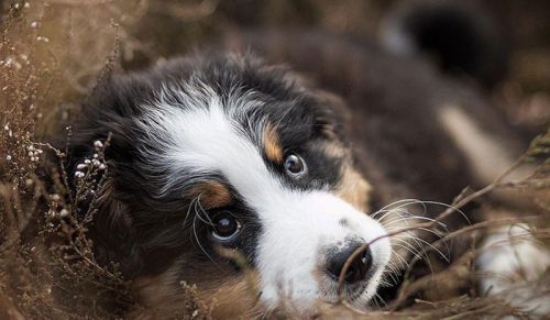 30 zdjęć psów w akcji, które zrobiła fotografka, ponieważ uważa, że psy są urocze!