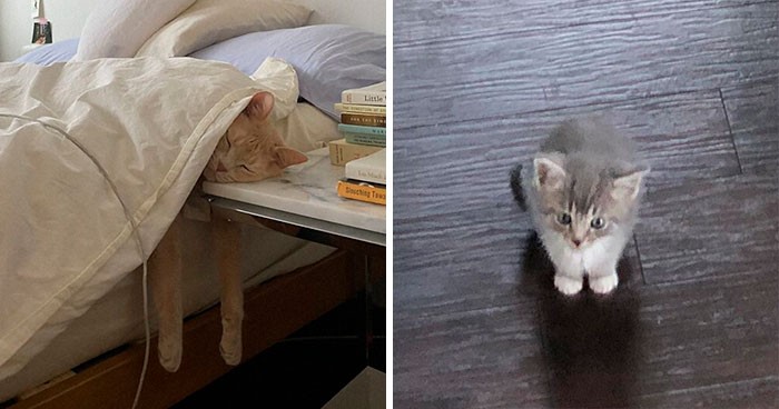 30 zabawnych zdjęć kotów, które mogą poprawić twój dzień!