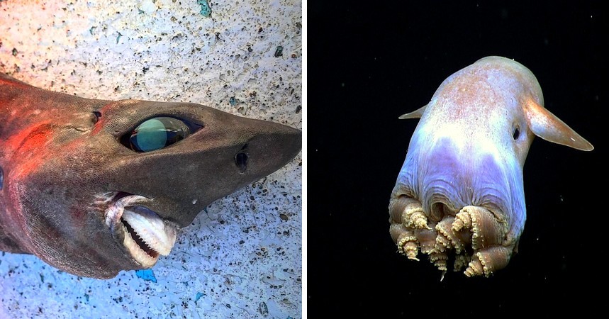 10 dziwnych stworzeń morskich, które odkryto w ostatnich latach!