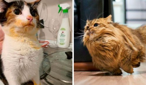 30 kotów, które zrobiły tak zabawne rzeczy, że właściciele musieli udostępnić ich zdjęcia online!