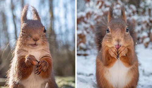 Fotograf rejestruje wiewiórki i ich różne emocje, a oto 30 jego najlepszych prac!