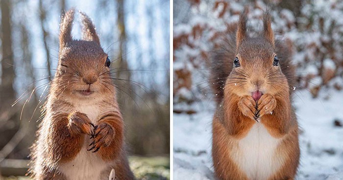 Fotograf rejestruje wiewiórki i ich różne emocje, a oto 30 jego najlepszych prac!