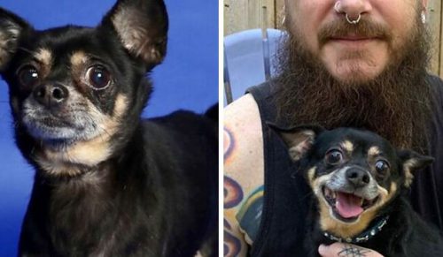 30 zdjęć psów „przed i po” adopcji, które roztopią twoje serce!