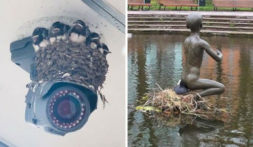 30 osób udostępniło zdjęcia ptasich gniazd w najdziwniejszych miejscach!