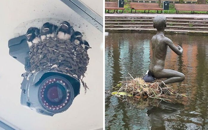 30 osób udostępniło zdjęcia ptasich gniazd w najdziwniejszych miejscach!