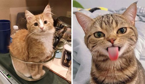 30 kotów, które są tak urocze, że ludzie musieli udostępnić ich zdjęcia online!