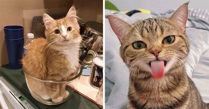 30 kotów, które są tak urocze, że ludzie musieli udostępnić ich zdjęcia online!