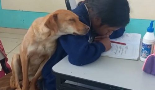 Najsłodsza rzecz, jaką dzisiaj zobaczysz — pies przytula się do dziewczynki robiącej notatki w klasie!