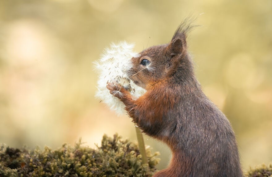 19 fotografii przedstawiających wiewiórki i ptaki w interakcji z kwiatami!