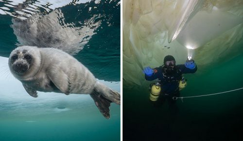 Fotograf zrobił podwodne zdjęcia fok jeziora Bajkał!