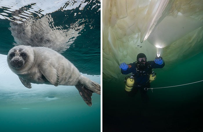 Fotograf zrobił podwodne zdjęcia fok jeziora Bajkał!