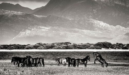 30 czarno-białych fotografii majestatycznych dzikich koni z RPA!