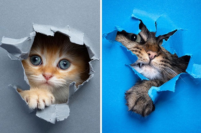 23 zdjęcia kotów przechodzących przez papierową ścianę!
