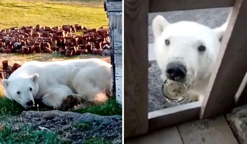 Głodujący niedźwiedź polarny szukał pomocy u ludzi, aby uwolnić język z puszki!
