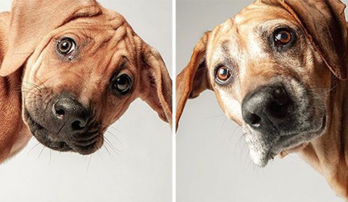 30 zdjęć starzejących się psów, pokazanych w projekcie porównawczym!