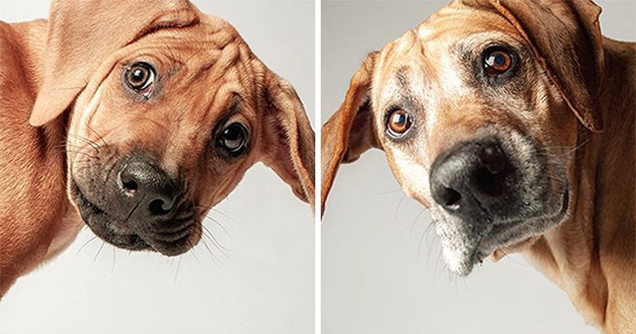 30 zdjęć starzejących się psów, pokazanych w projekcie porównawczym!