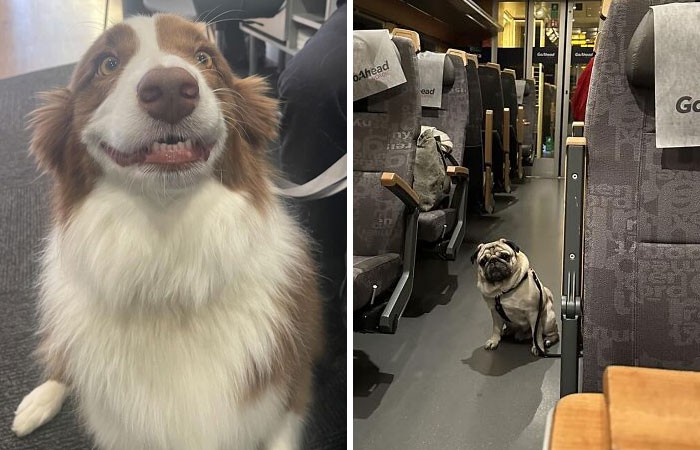 30 zdjęć ludzi dzielących się swoimi najbardziej nieoczekiwanymi spotkaniami z psami!