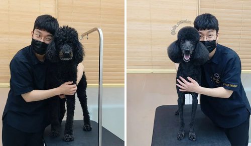 W Korei salon pielęgnacji psów zyskuje popularność dzięki „uroczym” przemianom!