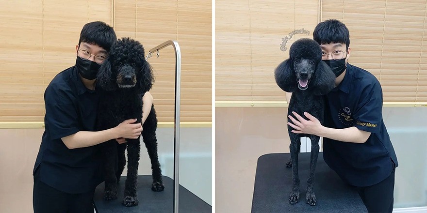 W Korei salon pielęgnacji psów zyskuje popularność dzięki „uroczym” przemianom!