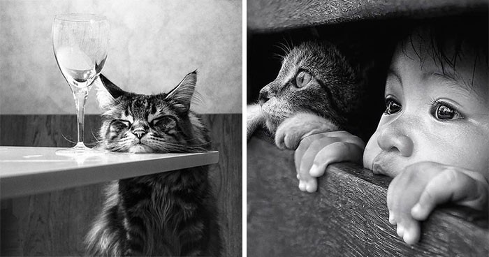 30 przykładów najbardziej zabawnych i wzruszających zdjęć kotów!